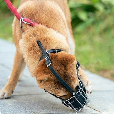 museliere cage shiba inu harnais rose confort securite promenade exterieur