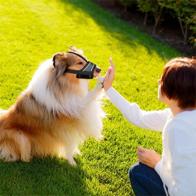 museliere chien dressage education colley jardin entrainement ecurite