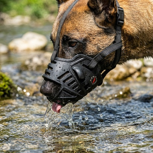 Muselière chien Malinois noire boit eau ruisseau gros plan