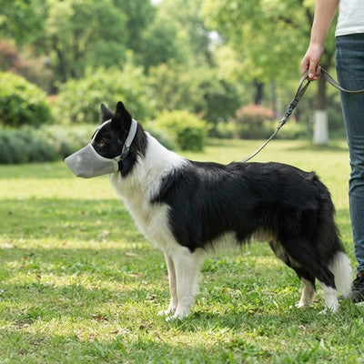 Muselière grillagée grise Border Collie en laisse au parc