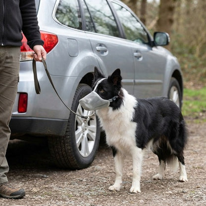 Muselière grillagée grise Border Collie en laisse près voiture