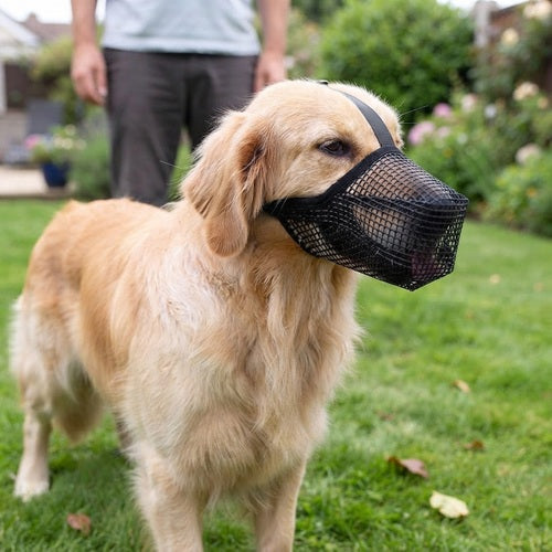 Muselière grillagée noire chien Golden Retriever jardin