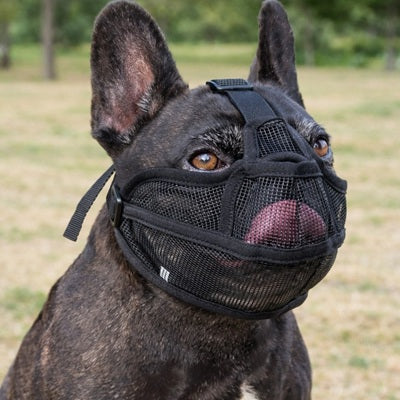 museliere noir mesh respirante ajustable berger malinois exterieur