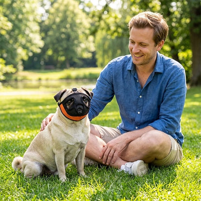 muselière pour bouledogue noire orange carlin avec son maître au parc