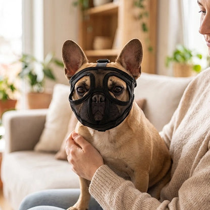 muselière pour bouledogue noire portrait dans les bras de sa maîtresse