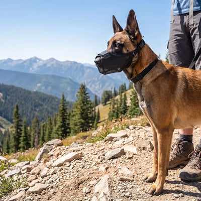 Muselière respirante chien Malinois randonnée montagne sentier nature sécurité