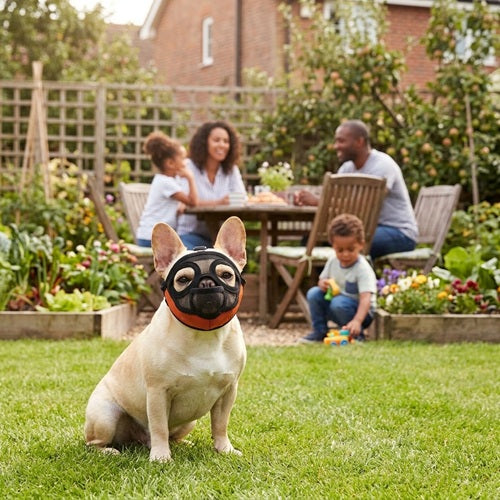 Muselières bouledogue français mesh noir orange jardin famille assis