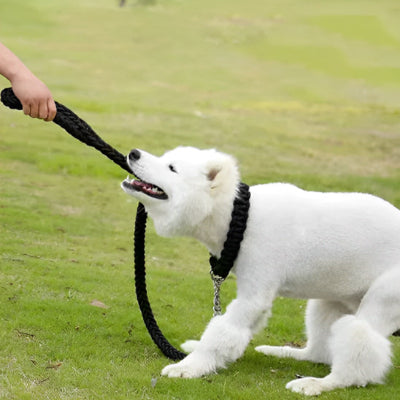 petit chien blanc tirant sur une laisse chien noire assis sur l herbe