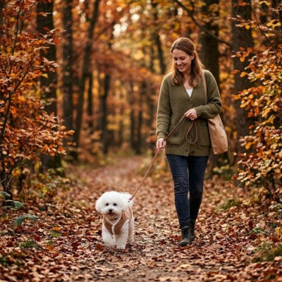 Pull chien bichon marron promenade forêt automne laisse