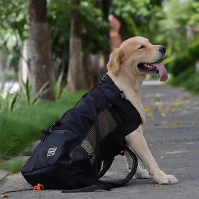 sac a dos chiens golden retriever noir parc porte dos assis