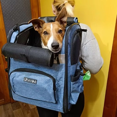 face

sac de transport de chien bleu terrier regard camera face