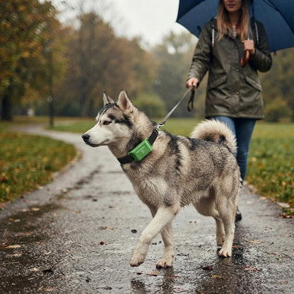 Traceur chien vert Husky en promenade sous la pluie