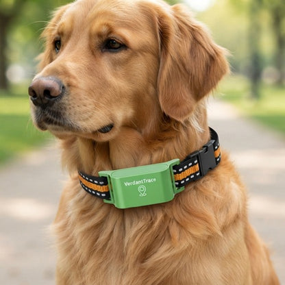 traceur chien vert sur collier de golden retriever en gros plan