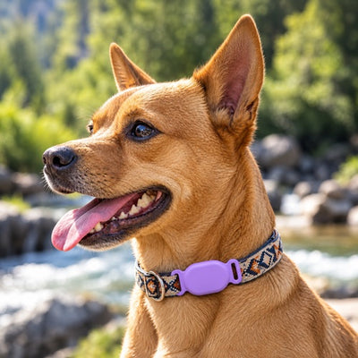 Traceur GPS chien sans abonnement étui violet collier nature