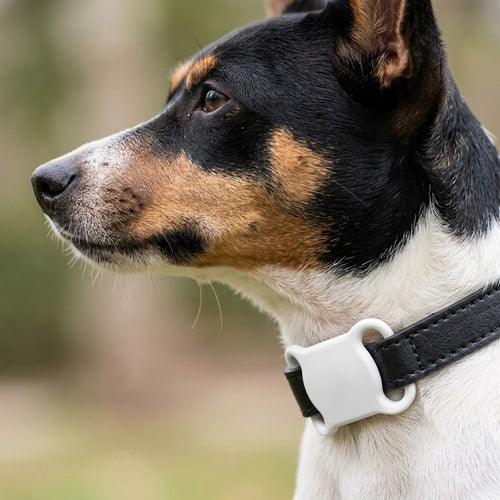 Traceur GPS pour chien sans abonnement fixé au collier portrait