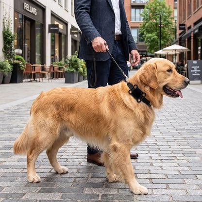 Traceur GPS pour chien sans abonnement Golden Retriever en ville