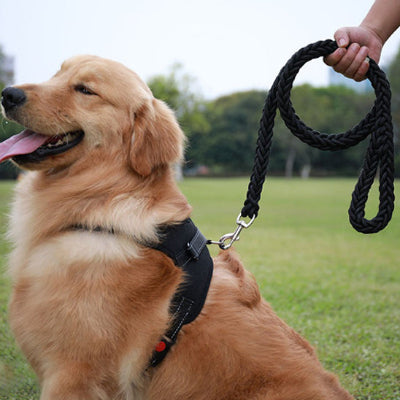 un chien assis dans un parc attache fermement a une laisse chien noire