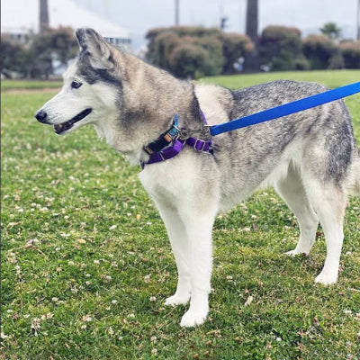 un chien attache avec une laisse pour chiens bleue debout dans un parc verdoyant en plein air