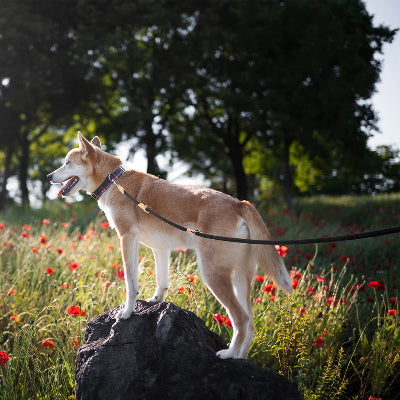 un chien attentif attache a une laisse mains libres pour chien se dresse fierement sur un rocher au milieu de coquelicots
