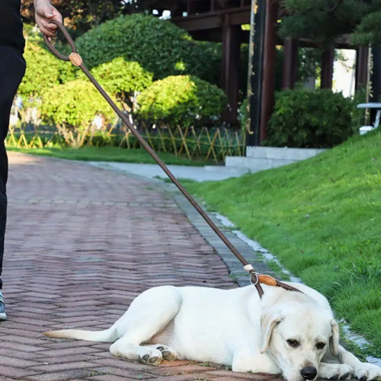 un chien blanc allonge sur un chemin tenu par une laisse de chien cafe