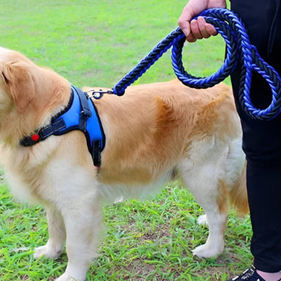 un chien debout dans un parc relie a une main d un homme par une laisse chien bleue et noire