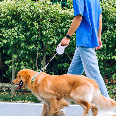 un homme en chemise bleue et en jean se balade avec son chien a cote de la route de petits arbustes bordent le chemin
