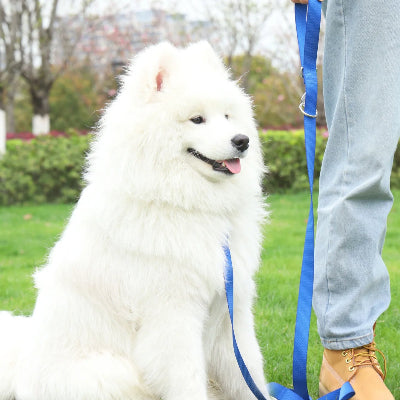 un homme et son samoyede blanc assis sur le gazon attache a une laisse pour chien main libre bleue