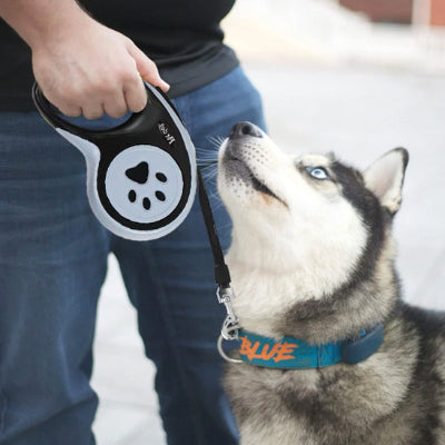 un husky en collier bleu est attache a une laisse enrouleur chien tenue par une main d homme